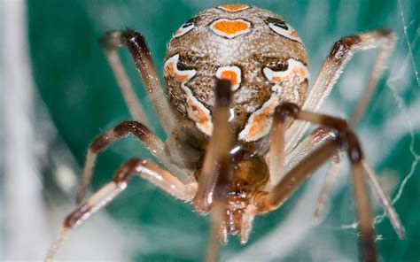 Top 10 Most Poisonous Spiders In The Whole World