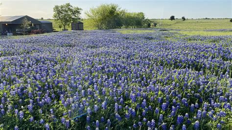 Texas Most Beautiful Bluebonnets Can Be Found Along The Ennis