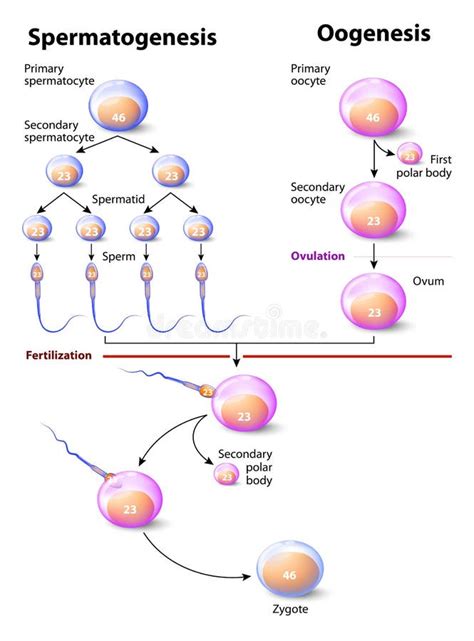 Spermatogenesis And Oogenesis Stock Vector Image 53839558