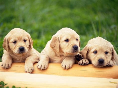 10 Latest 3d Puppy Wallpaper Full Hd 1920×1080 For Pc Background 2020