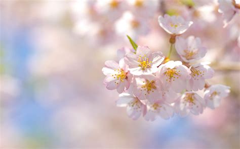 Spring Sakura Cherry Wallpaper 2560x1600 31863