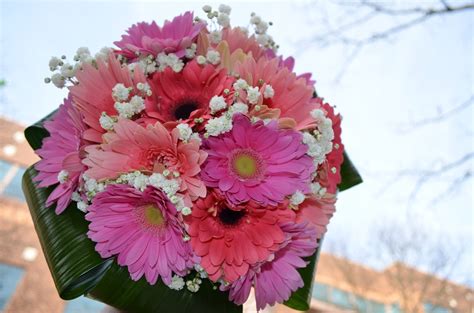A variety of bold colors, make these flowers a versatile choice for bridal bouquets. Lisa's Gerbera Daisy Bouquet