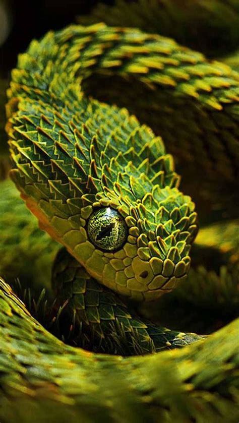 🔥 Green Tree Python This Snakes Scales Look Like Tiny Trees All