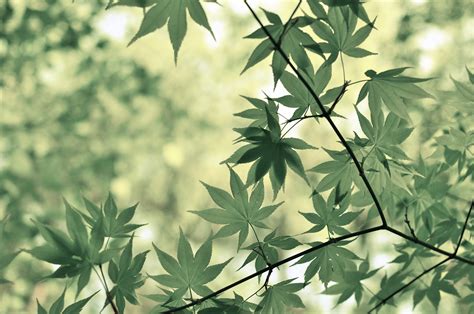 Free Images Tree Nature Branch Sunlight Leaf Flower Foliage