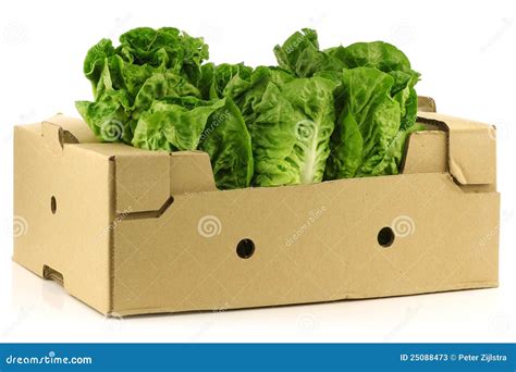 Fresh Little Gem Lettuce In A Cardboard Box Stock Photos Image 25088473