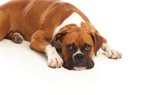 Premium Photo Beautiful Boxer Dog Lying