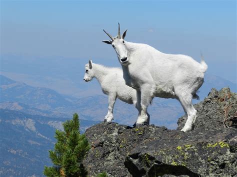 Mountain Goat A Strong Climber In Extreme Conditions — Alaska Wildlife