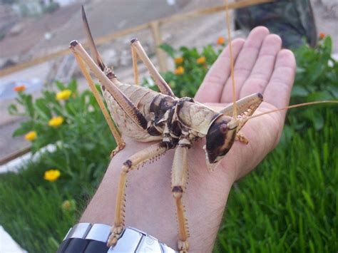 A close up of grasshopper on leaf. giant grasshopper by ~mgunbey on deviantART- I would cut ...