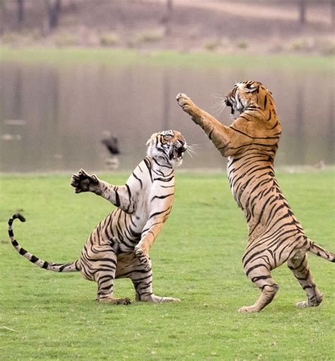 Psbattle This Stretching Tiger Rphotoshopbattles