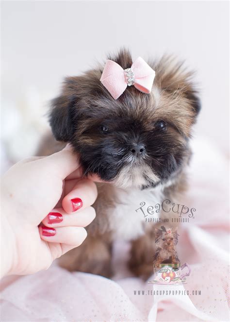 Little Shih Tzu Puppy For Sale 038 Teacup Puppies And Boutique