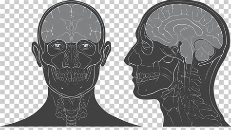 Head And Neck Anatomy Skull Human Head Brain Png Free Download