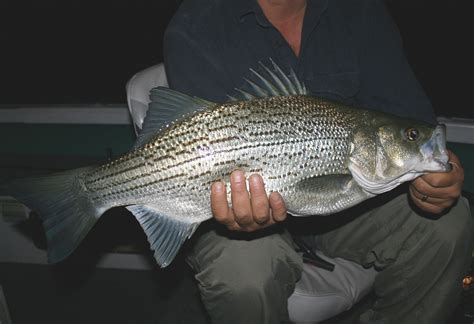 Hybrid Striped Bass Recipes The Weekend Angler S Diary