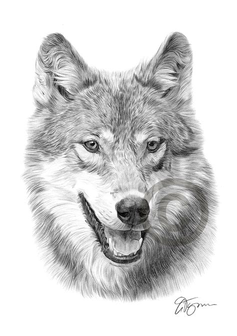 Draw two curved lines to form the front leg, beginning from the middle and side of the first half circle. WOLF Pencil Drawing Artwork Print A3 / A4 sizes signed by ...