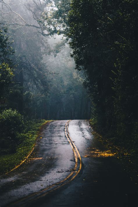 If you're looking for cool live wallpaper for phone. Photo of Gray Concrete Road in the Middle of Jungle during ...