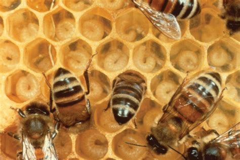 Laying Workers It Happens Fix It Bee Culture