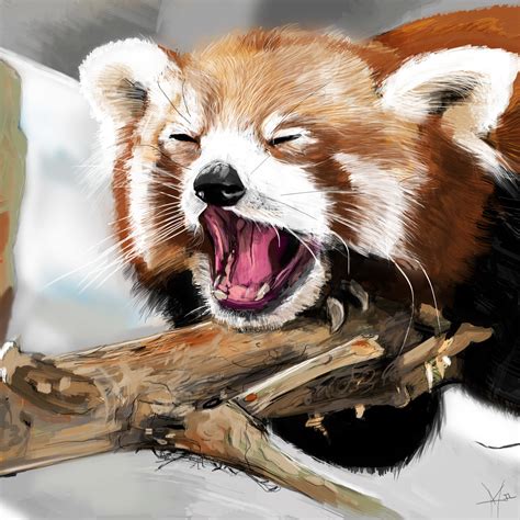 Artstation Sleepy Red Panda Study