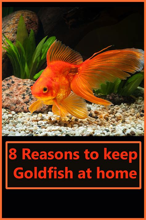 Ph is an indicator of the acidity or alkalinity of your tank water. 8 Reasons to keep Goldfish at home - The Buzz Land