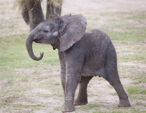 Lowry Park Zoo Baby Elephant Matthew Paulson Photography