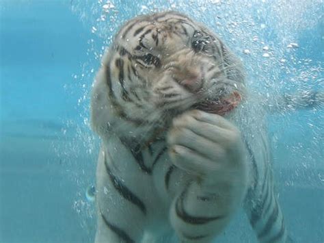 Tigers Under Water White Bengal Tiger Tiger In Water Big Cats