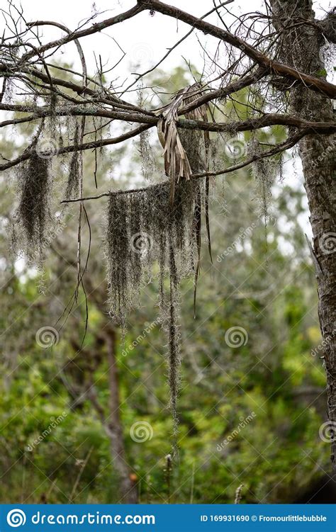 Spanish Moss Hanging From Branches Stock Photo Image Of Palm Florida