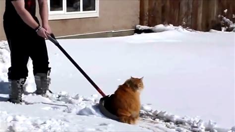 Funny Cats In Snow Compilations ☃ 2016 2017 ☃ Youtube
