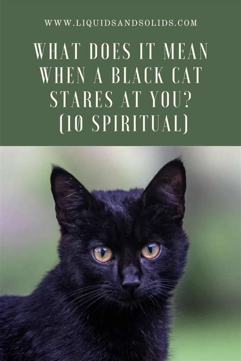 What Does It Mean When A Black Cat Stares At You 10 Spiritual Meanings