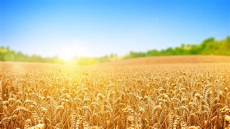 Wheat Field Wallpapers Top Free Wheat Field Backgrounds Wallpaperaccess