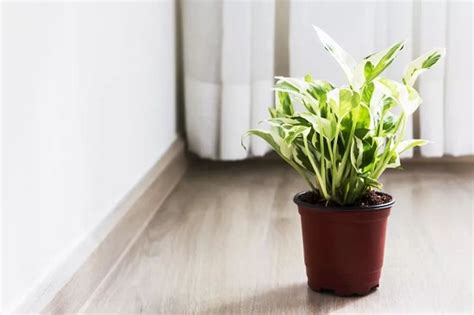 Money trees are popular indoor bonsai plants due to their reputation of inviting wealth and being easy to care for and look after. 9 Types of Money Plant | Pothos Plant Varieties in India • India Gardening