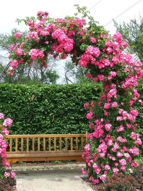 Archway Flowers ~ Dreamy Nature Beautiful Gardens Amazing Gardens