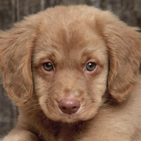 Chocolate Labrador Retriever Puppy With Blue Eyes Baby Puppies Puppy