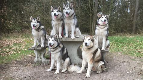 Sled Dogs Explained Introducing The Alaskan Malamute Northernwolf