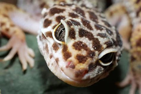 How To Sex A Leopard Gecko Is Your Gecko Male Or Female Gecko Advice