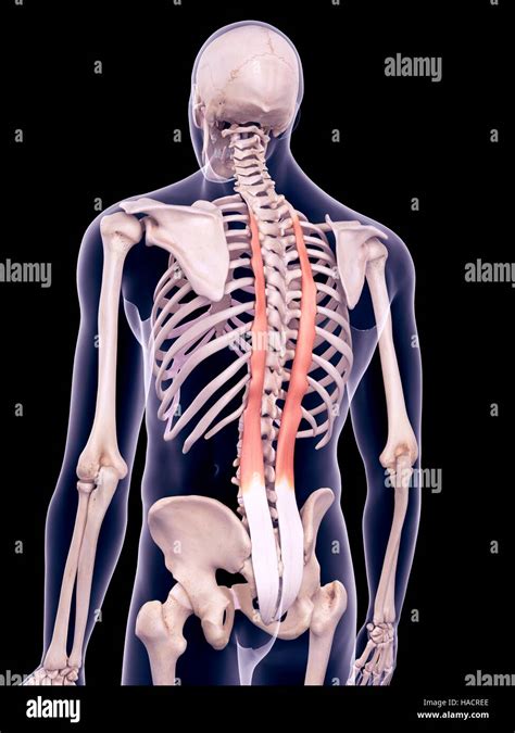 Illustration Du Longissimus Muscles Thoraciques Photo Stock Alamy