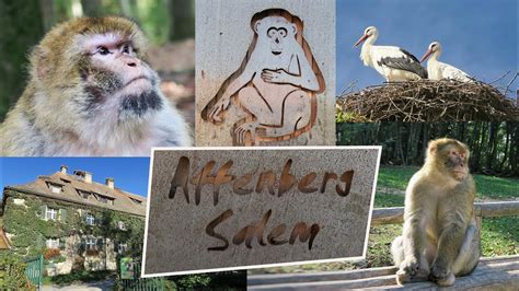 Der affenberg salem ist ein tierpark westlich von salem im bodenseekreis und zugleich deutschlands größtes affenfreigehege. Affenberg Salem am Bodensee - YouTube