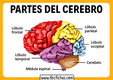 Estructura Del Cerebro Humano Abc Fichas