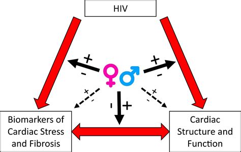 Sex Hiv Status And Measures Of Cardiac Stress And Fibrosis In Uganda