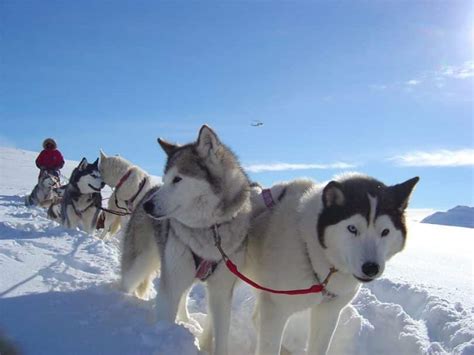 Sled Dog Breeds: Putting A Bit of Traction into Your ...