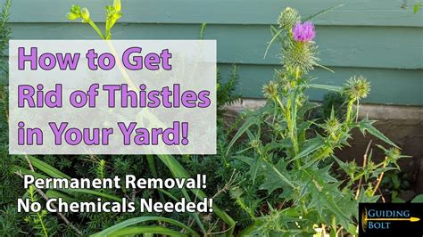 How To Get Rid Of Thistles In Your Yard No Chemicals Needed Youtube