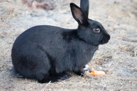 Vancouver Jericho Beach Rabbits Little Black Bunny Rabbit Flickr