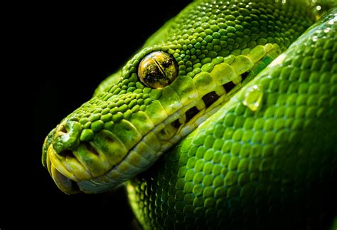 Fond d écran reptile serpent Reptile à l échelle vert faune