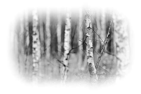Birch Tree Forest In Black And White Photograph By Robert Pastryk
