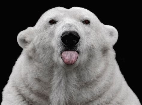 Polar Bear Tongue
