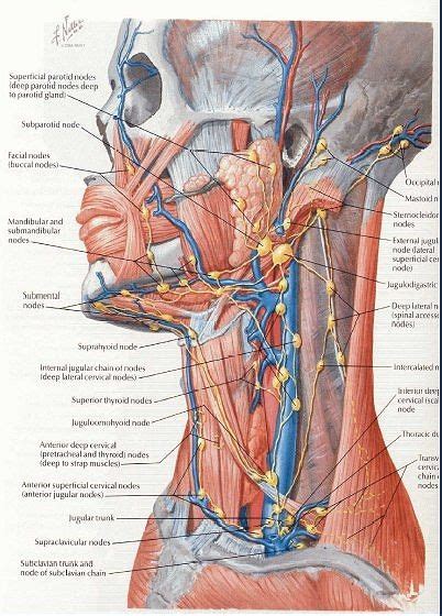 Head Neck Nodes Lymphatic System Diagram Lymphatic System Lymph Nodes