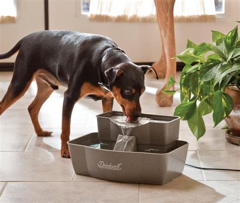 The Best Pet Water Fountain 5 Top Choices The Pet Town