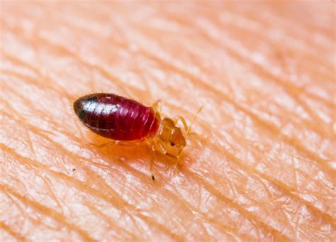 Where Do Bed Bugs Infest And What Causes Infestations