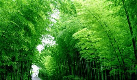 Enjoy and download the free 4k wallpapers for your windows 10 desktop, these vector wallpapers are colorful but color balanced, bright or dark, simple but beautiful. Download Windows 10 Wallpaper 4k - Stunning Forests On Itl.cat