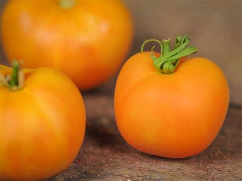 Orange Peach Tomato A Comprehensive Guide World Tomato Society