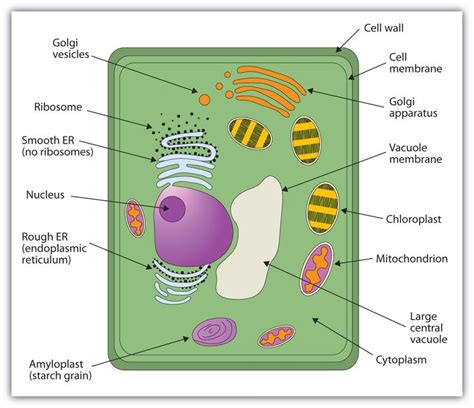 With this brief information on animal cell functions and structures, we hope you are. This picture contributes to the fact that all living ...