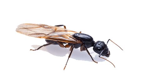 Huge Flying Carpenter Ants Picture Of Carpenter