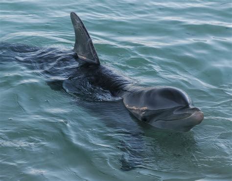Free Images Sea Ocean Wave Fish Cuba Vertebrate Dolphin